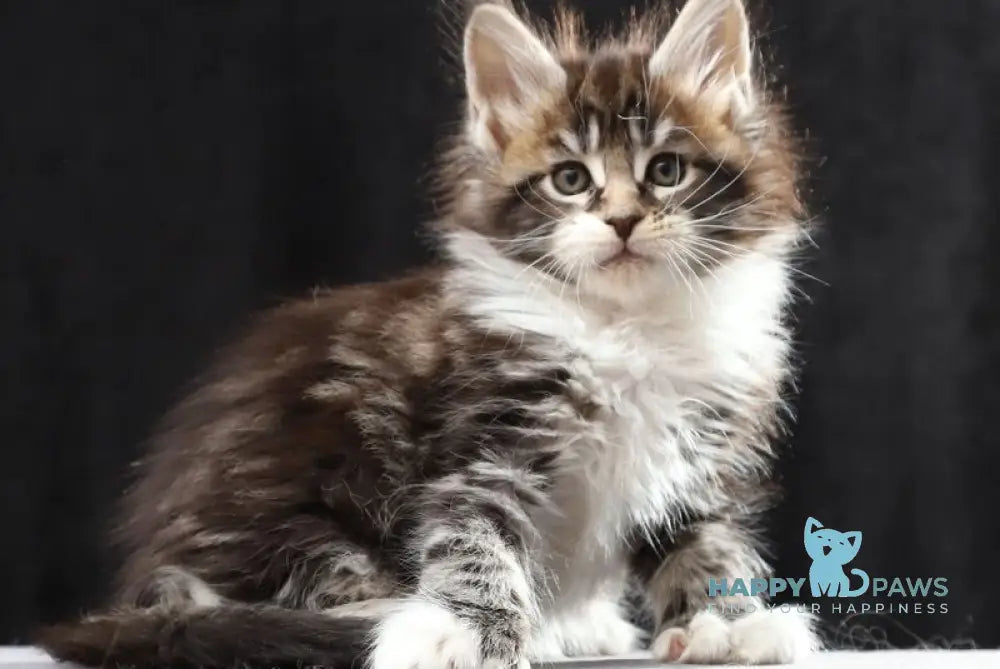 Rita Maine Coon polydactyl female black silver bicolour tabby live animals