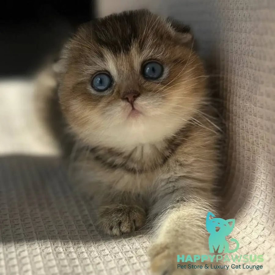 Rita Scottish Fold female black golden ticked tabby with white - live animals