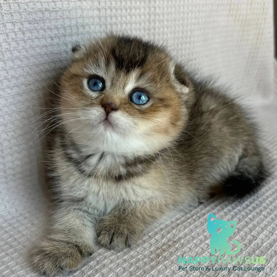 Rita Scottish Fold female black golden ticked tabby with white - live animals