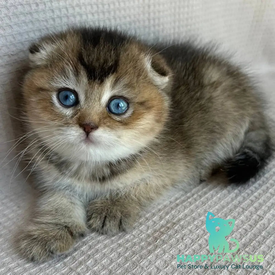 Rita Scottish Fold female black golden ticked tabby with white - live animals