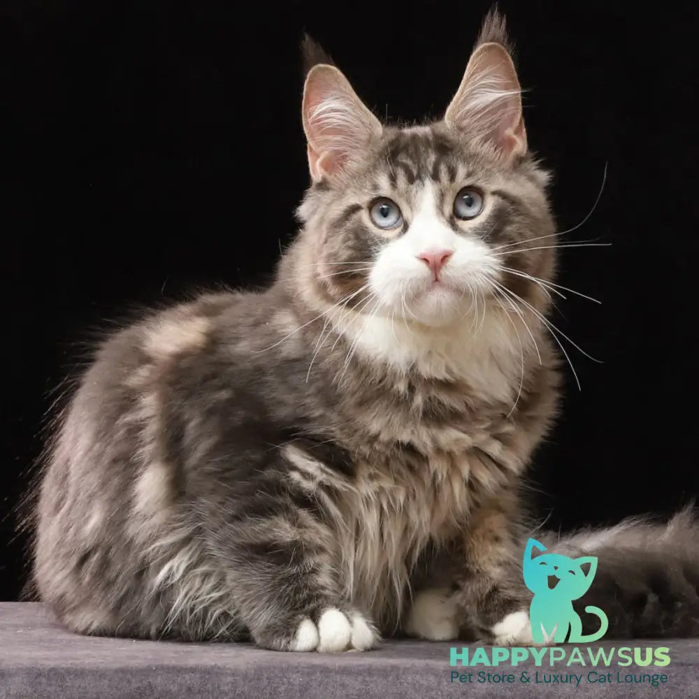 Rivaldo Maine Coon male blue tabby bicolour - live animals