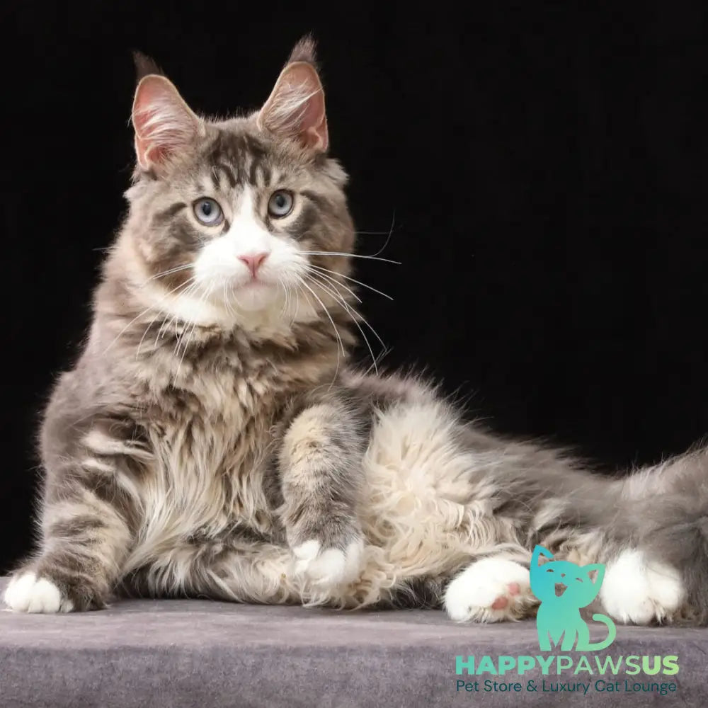 Rivaldo Maine Coon male blue tabby bicolour - live animals