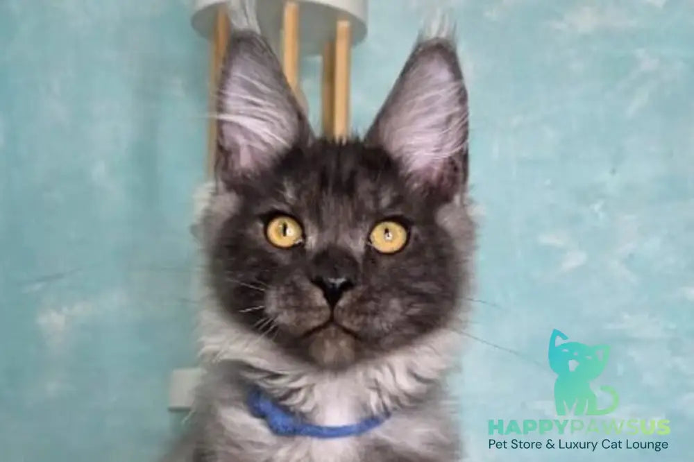 River Maine Coon male black silver live animals