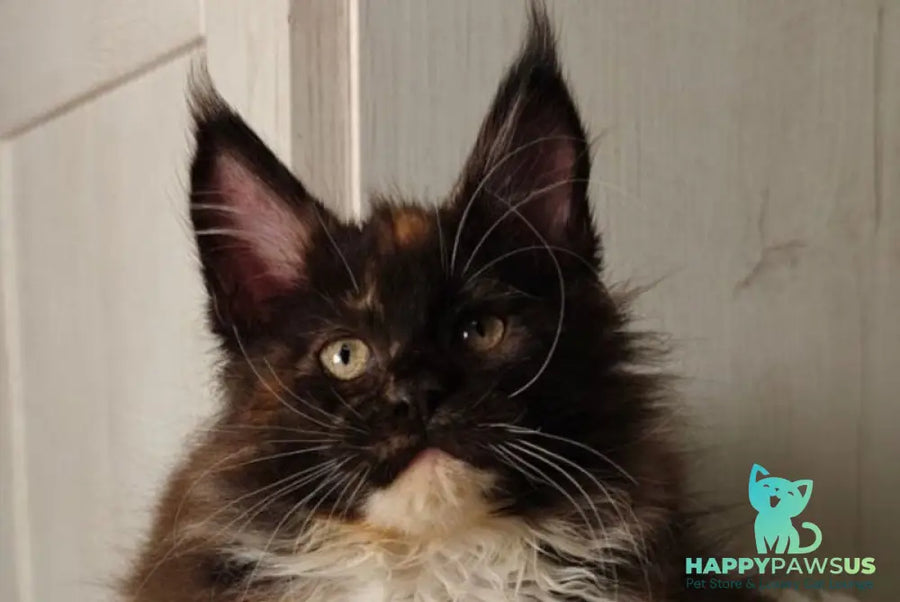 Rivera Maine Coon female black tortie bicolour live animals