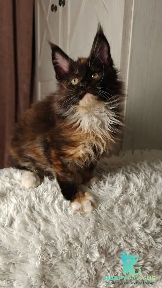 Rivera Maine Coon female black tortie bicolour live animals