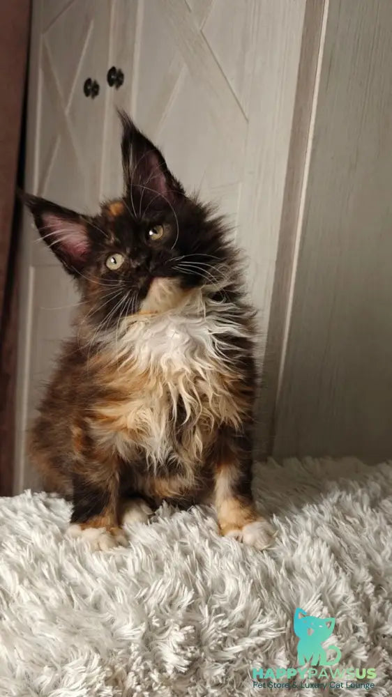Rivera Maine Coon female black tortie bicolour live animals