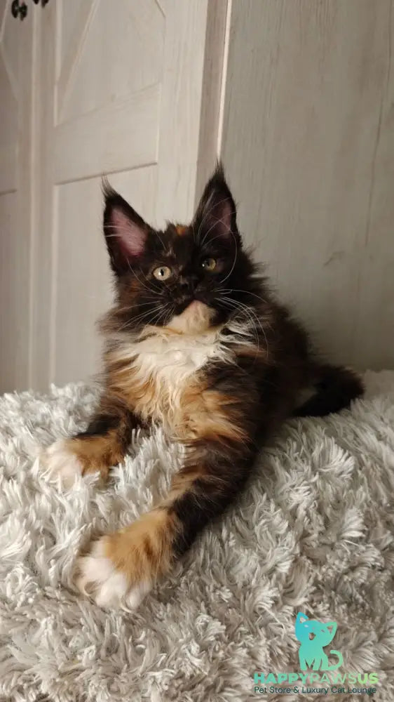 Rivera Maine Coon female black tortie bicolour live animals