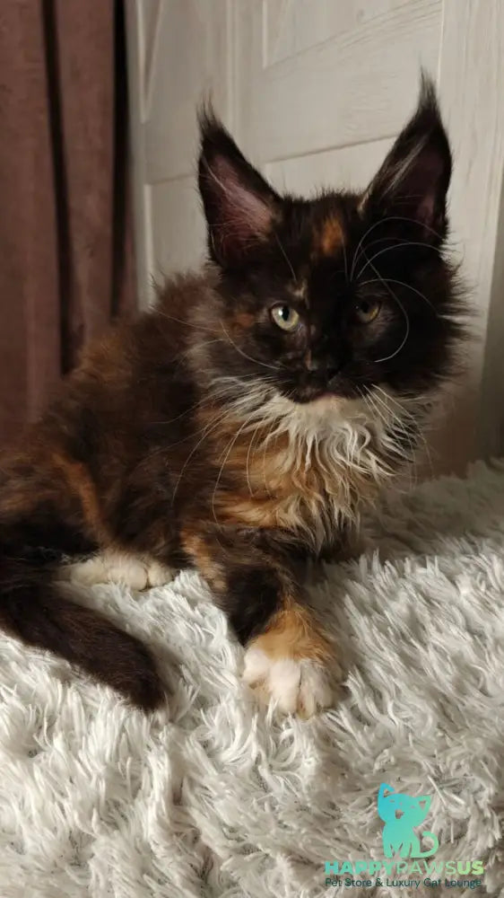 Rivera Maine Coon female black tortie bicolour live animals