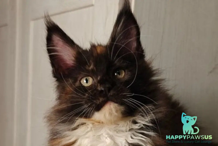 Rivera Maine Coon female black tortie bicolour live animals