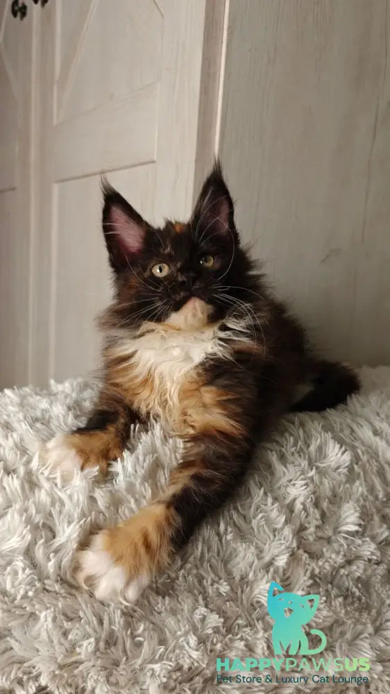 Rivera Maine Coon female black tortie bicolour live animals