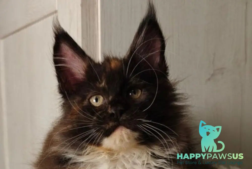 Rivera Maine Coon female black tortie bicolour live animals