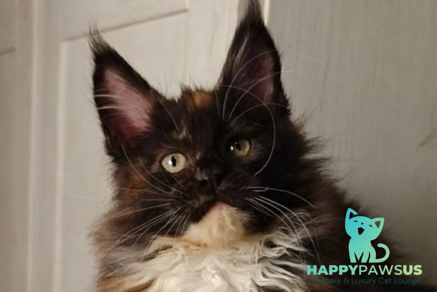 Rivera Maine Coon female black tortie bicolour live animals