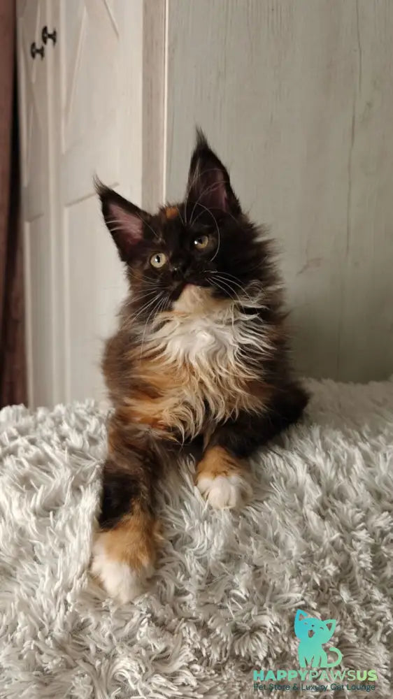 Rivera Maine Coon female black tortie bicolour live animals