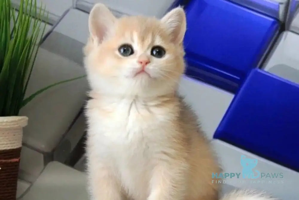 Riviera British Shorthair female blue golden chinchilla - live animals