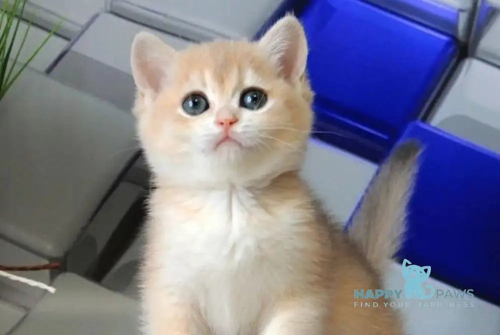 Riviera British Shorthair female blue golden chinchilla - live animals