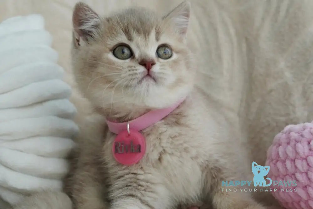 Rivka British Shorthair female lilac ticked tabby live animals