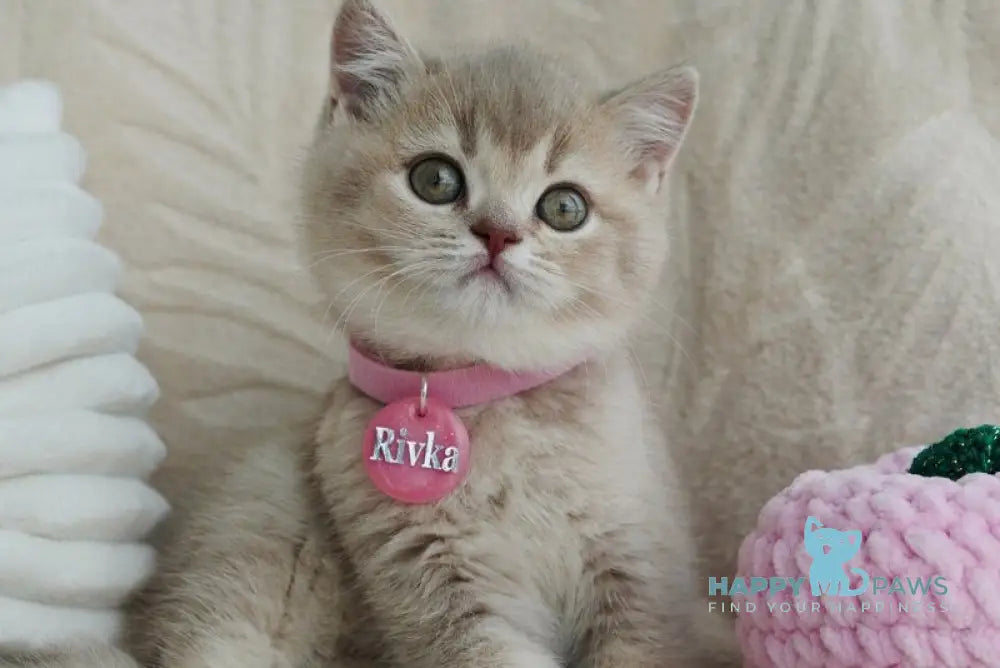 Rivka British Shorthair female lilac ticked tabby live animals