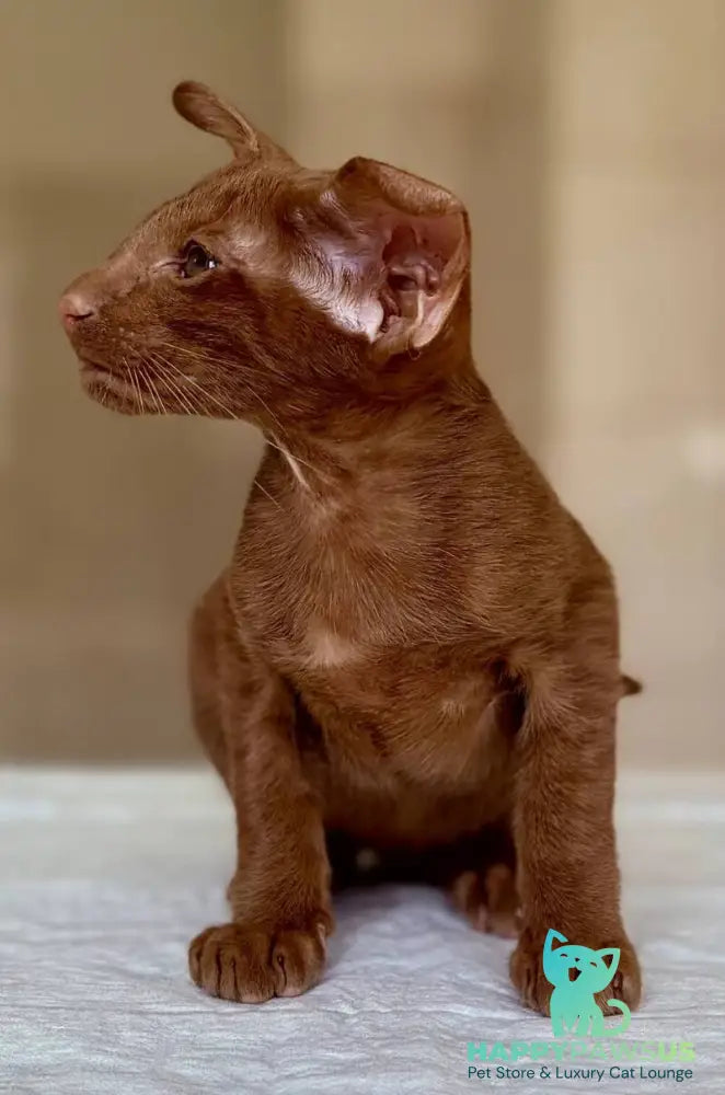 Rivz Oriental Shorthair male cinnamon - live animals
