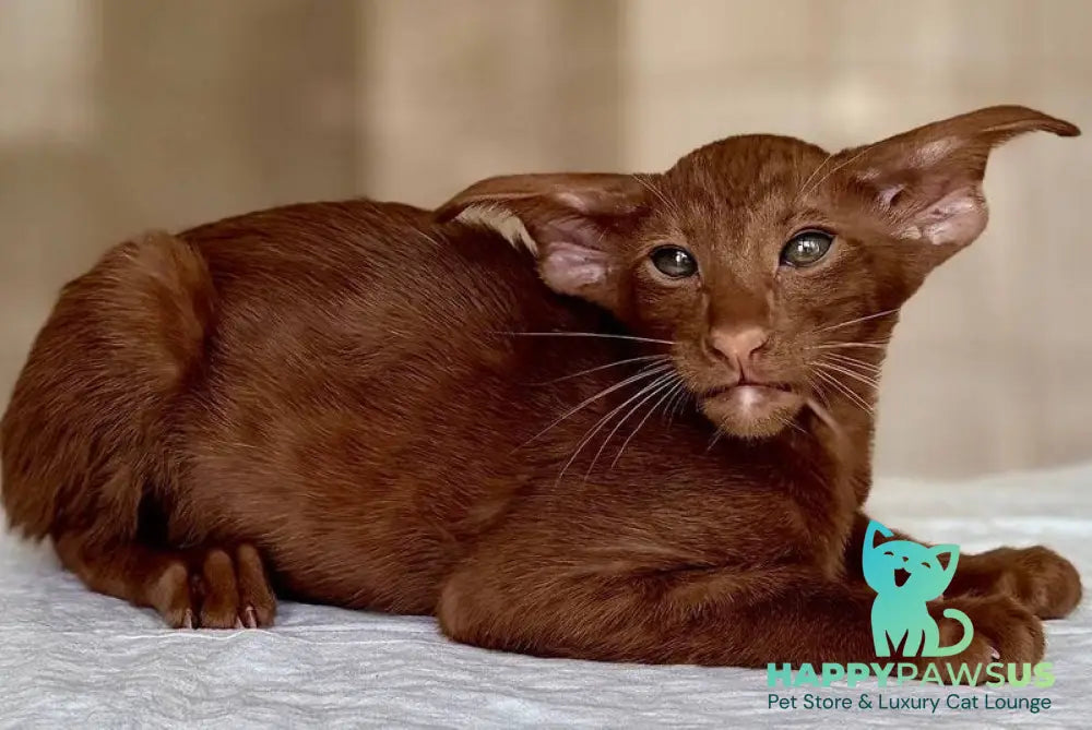 Rivz Oriental Shorthair male cinnamon - live animals