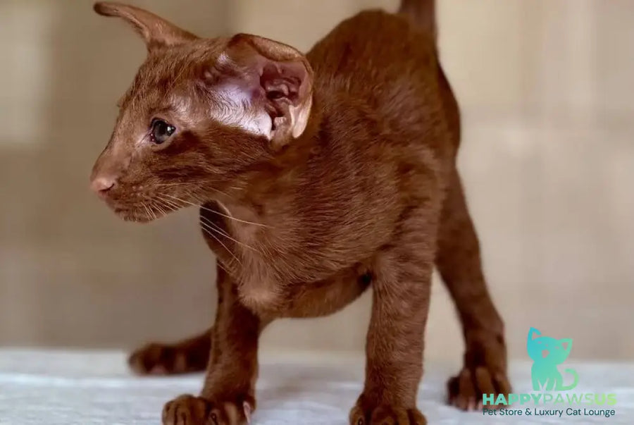 Rivz Oriental Shorthair male cinnamon - live animals