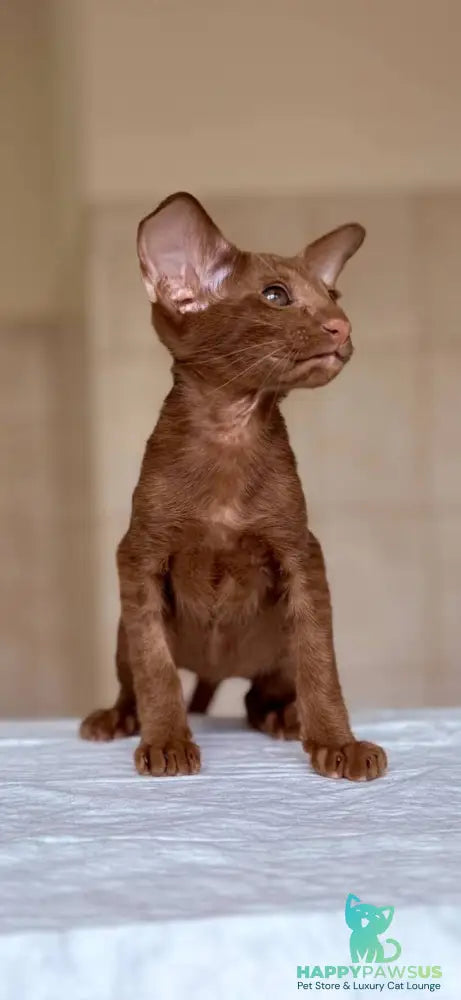 Rivz Oriental Shorthair male cinnamon - live animals