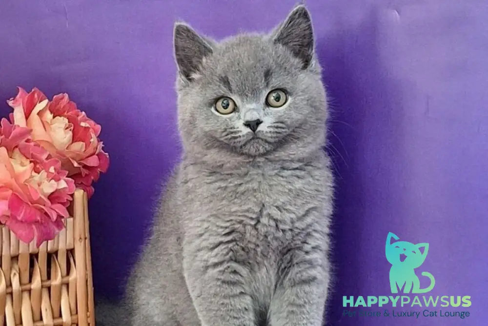 Robert British Shorthair male blue - live animals