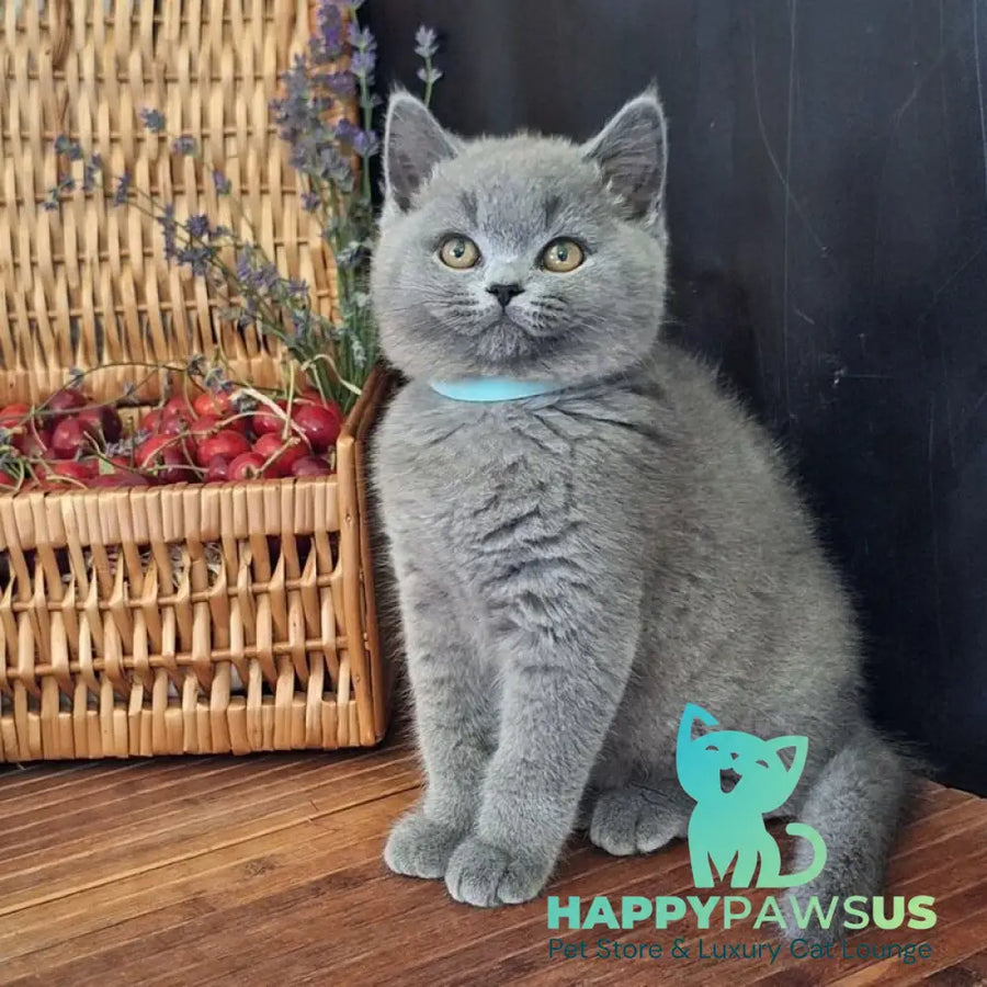 Robert British Shorthair male blue - live animals