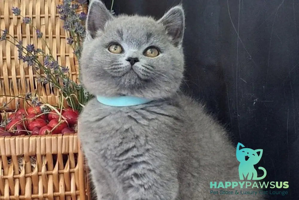 Robert British Shorthair male blue - live animals