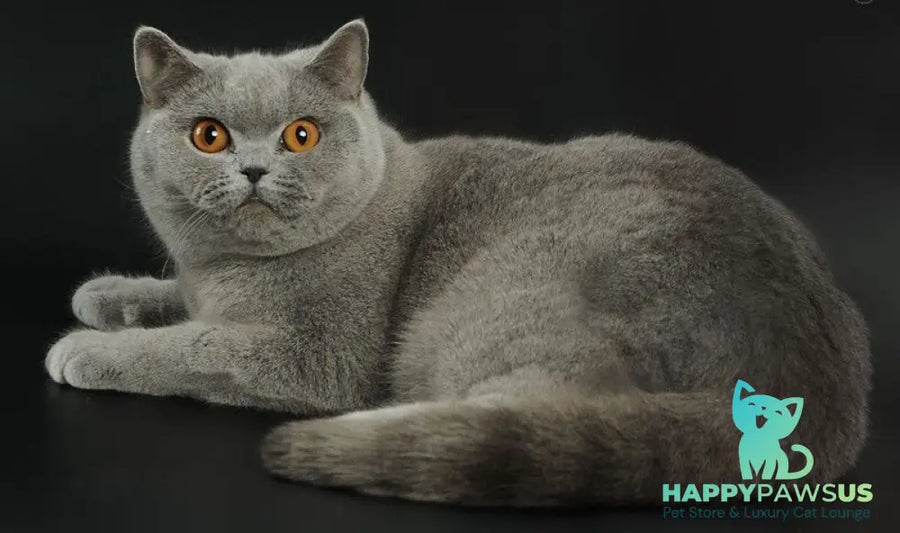 Robert British Shorthair male blue - live animals