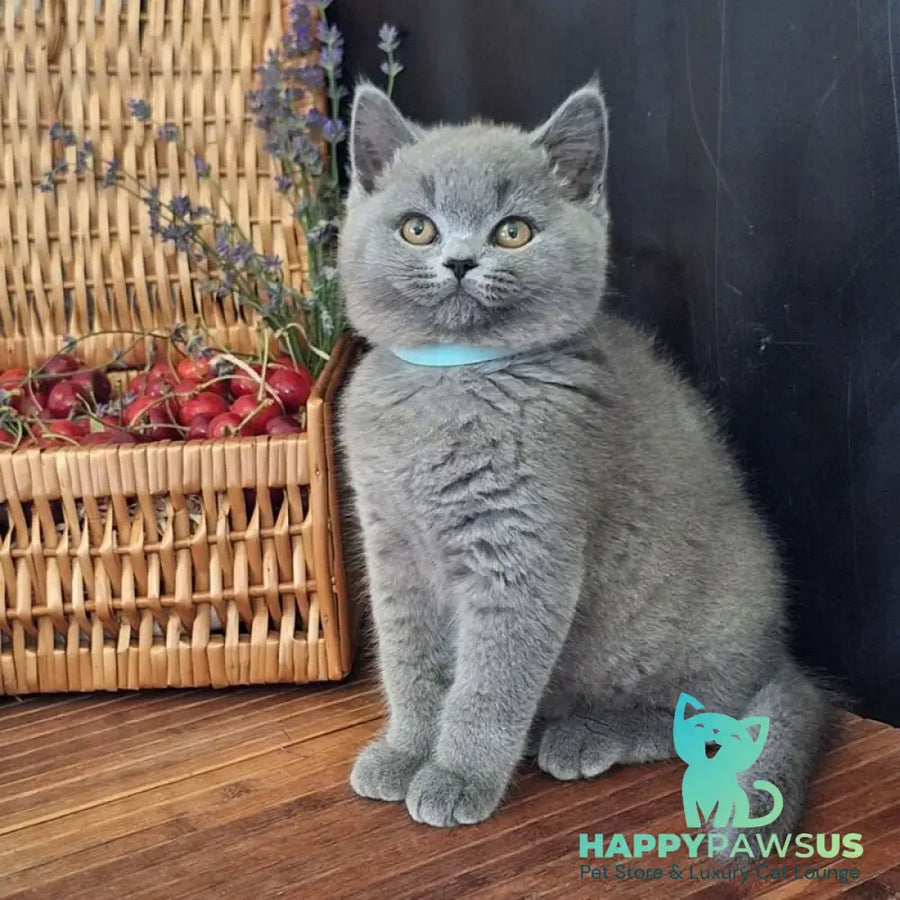 Robert British Shorthair male blue - live animals