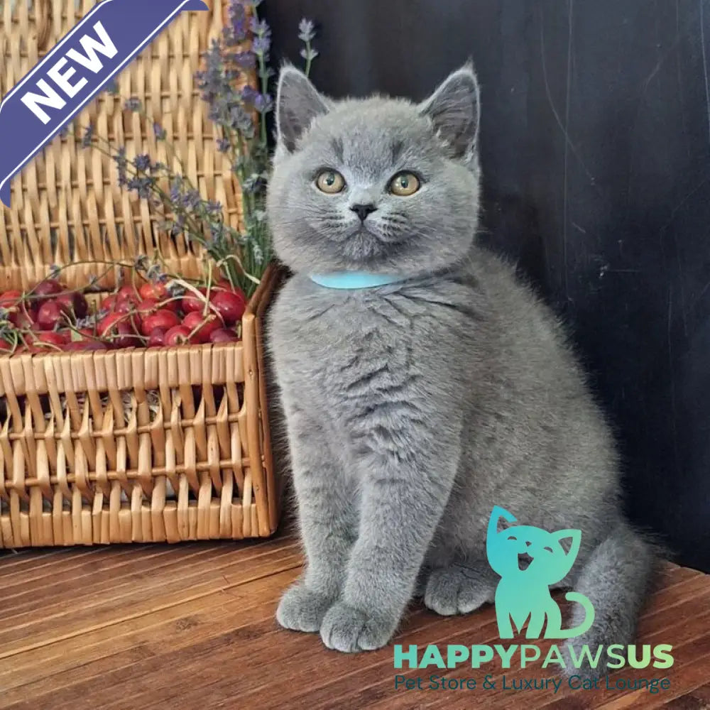 Robert British Shorthair male blue - live animals