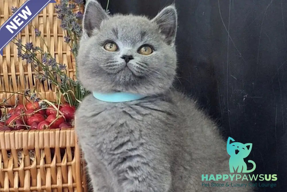Robert British Shorthair male blue - live animals