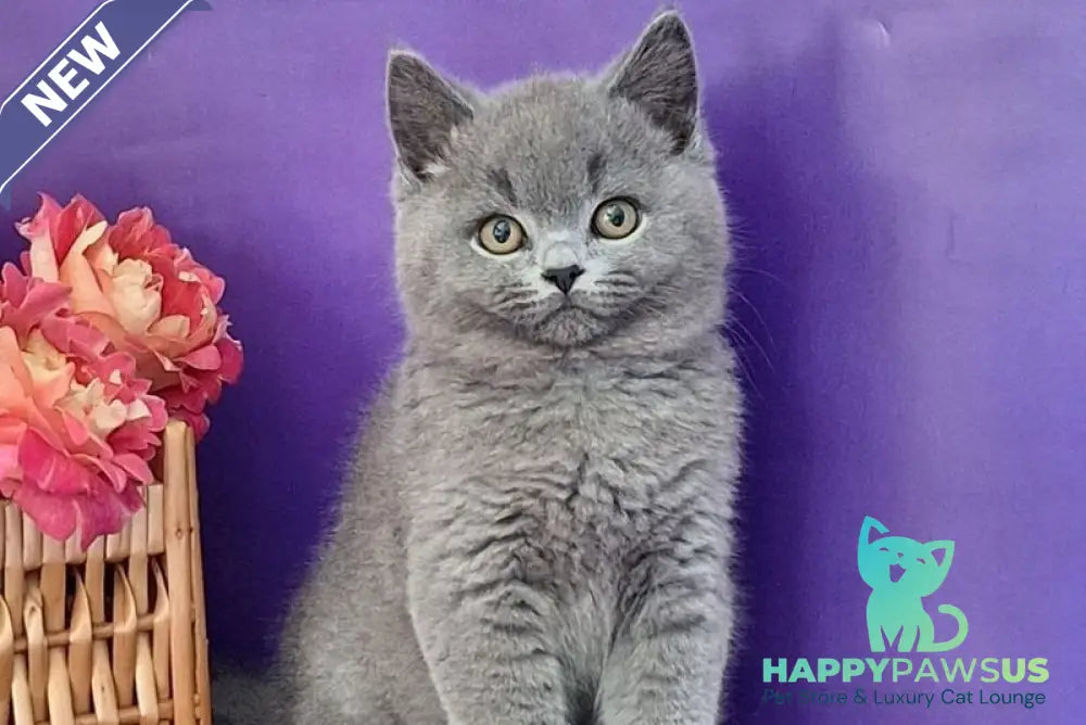 Robert British Shorthair male blue - live animals