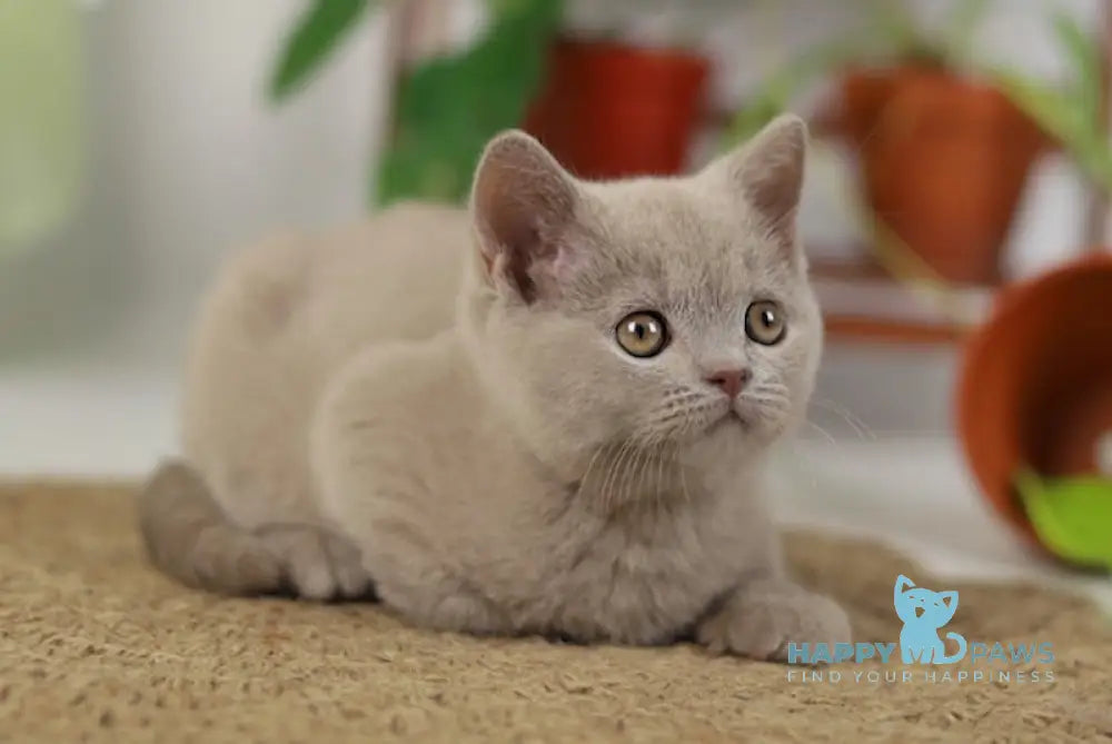 Robert British Shorthair male lilac live animals