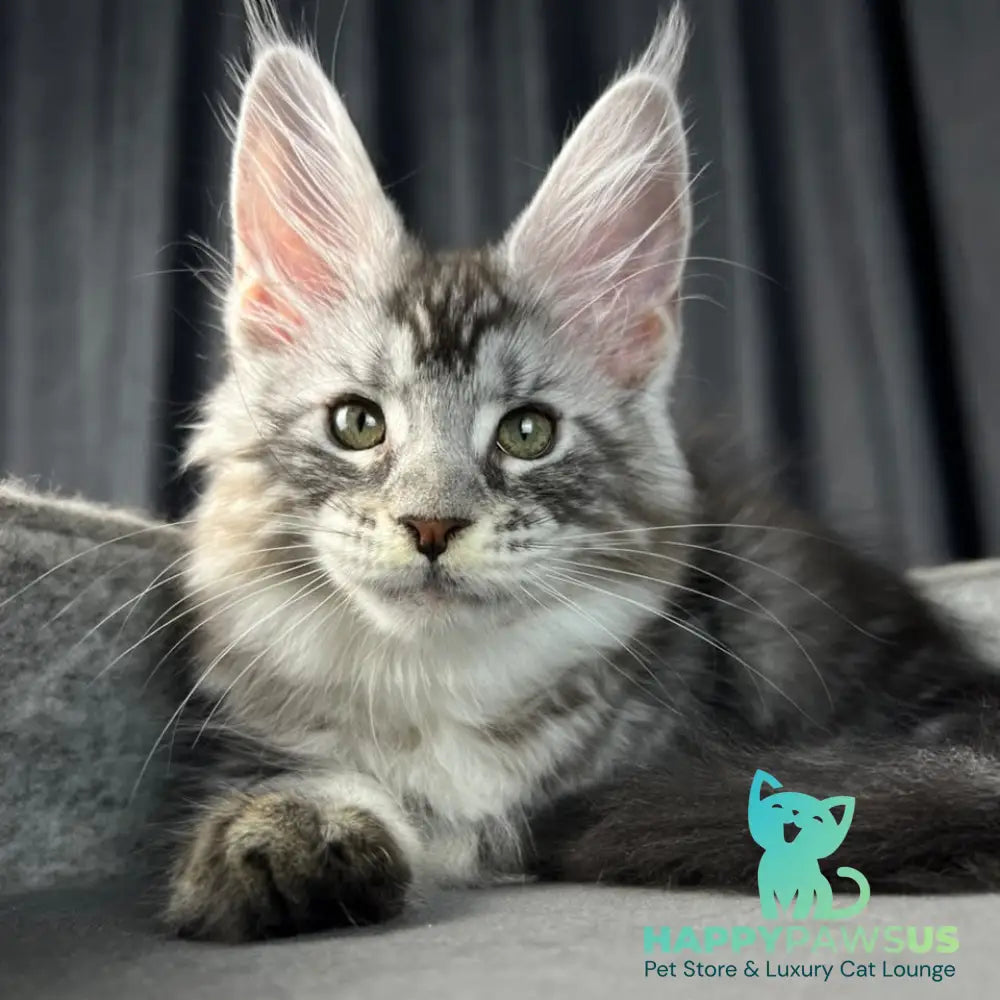 Roberta Maine Coon female black silver tabby - live animals