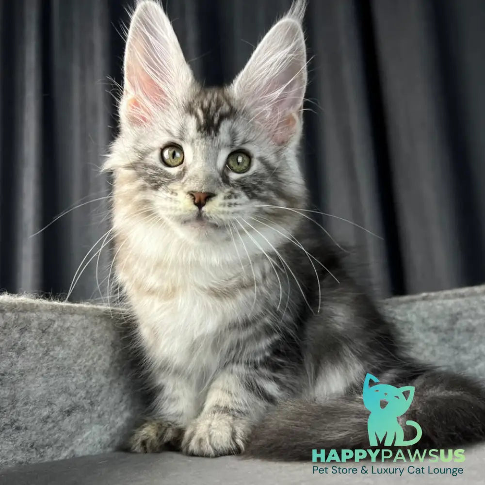 Roberta Maine Coon female black silver tabby - live animals