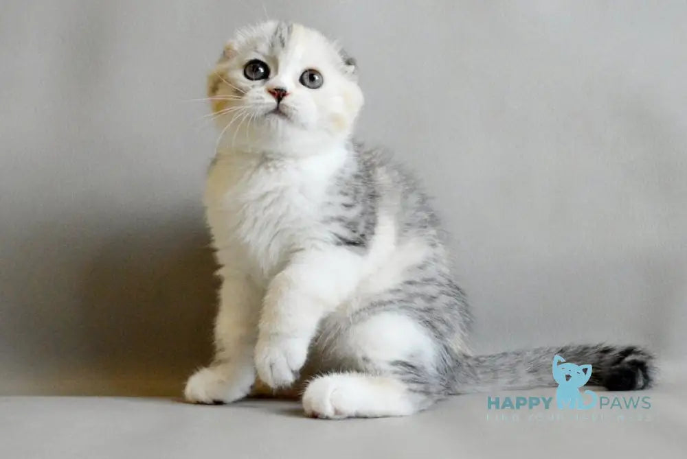 Roberta Scottish Straight female blue tortie silver spotted tabby bicolour live animals