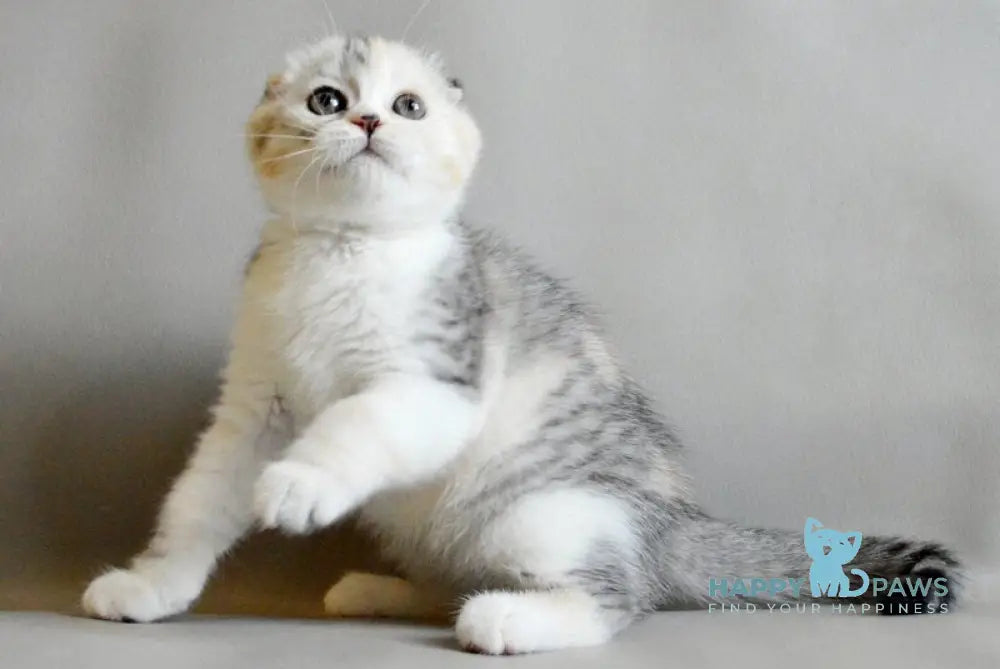 Roberta Scottish Straight female blue tortie silver spotted tabby bicolour live animals