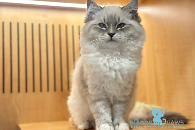 Roberto Neva Masquerade male blue pointed Event Tickets