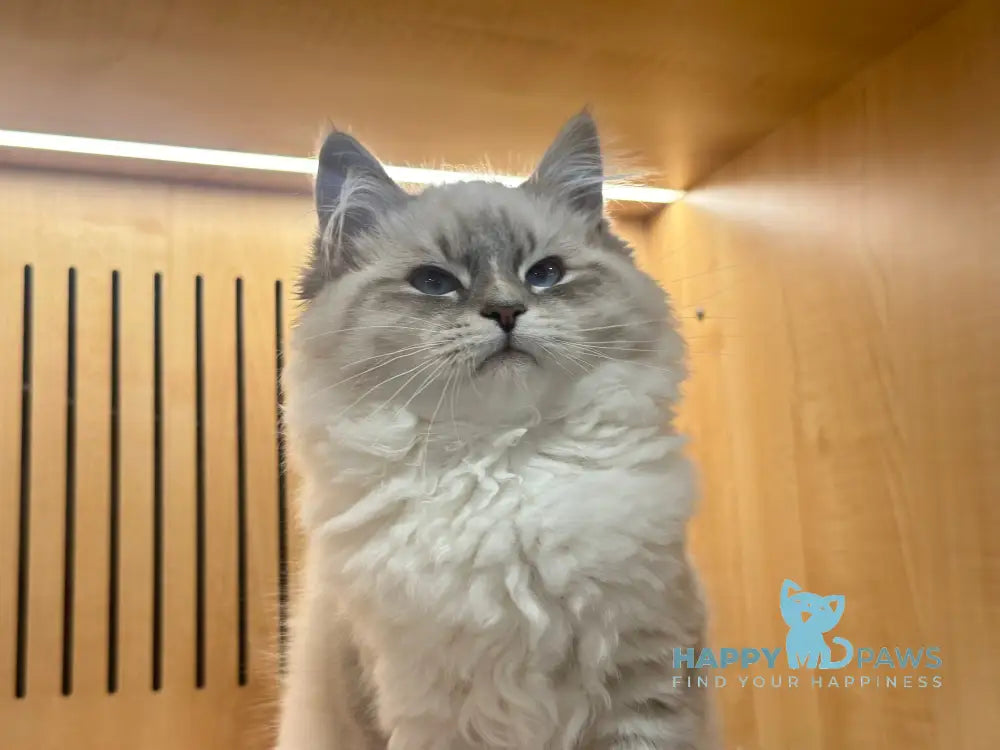 Roberto Neva Masquerade male blue pointed Event Tickets