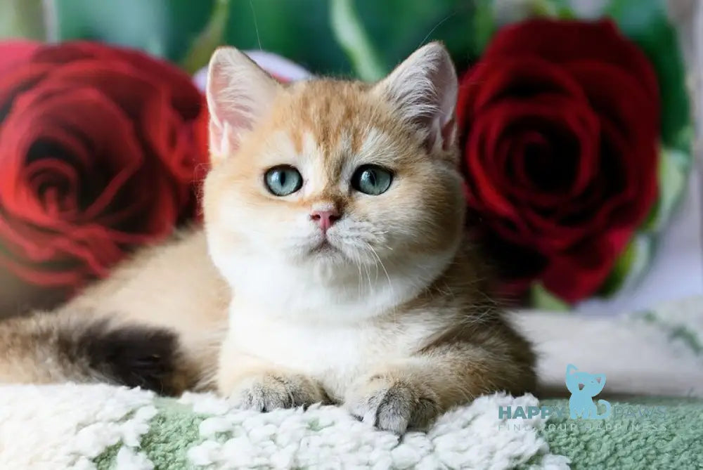 Robin British Shorthair male black golden shaded live animals