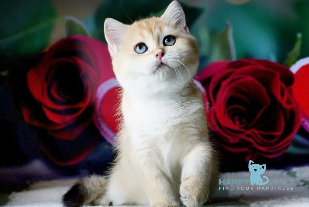 Robin British Shorthair male black golden shaded live animals