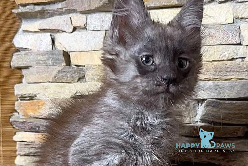 Robin Maine Coon male black silver live animals