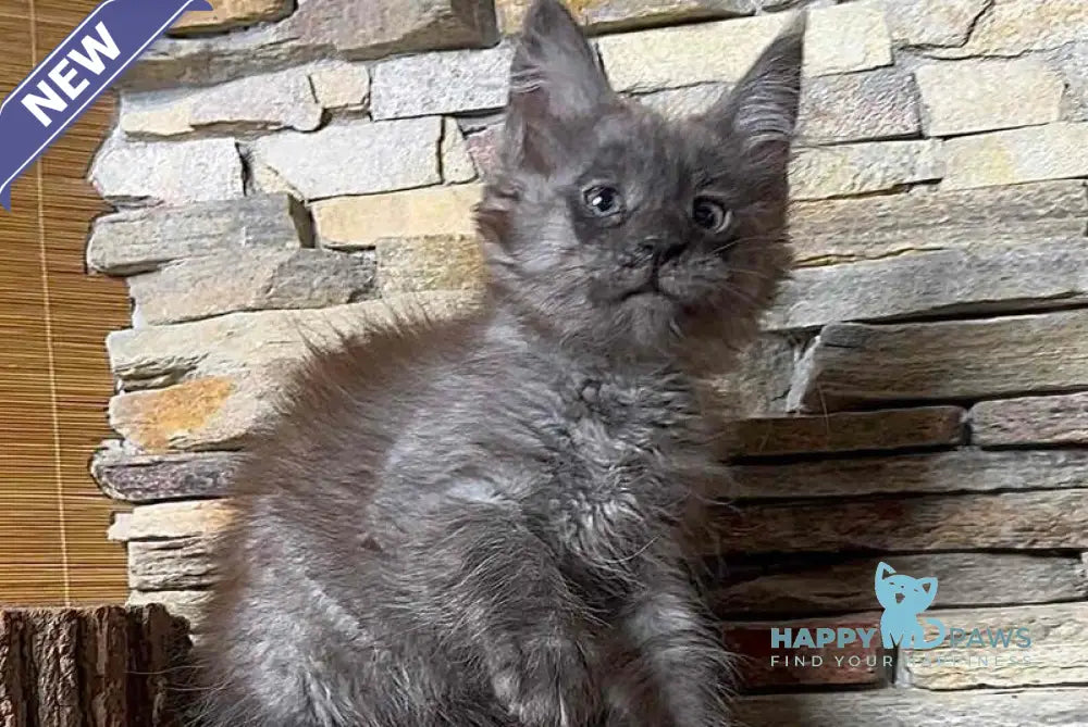Robin Maine Coon male black silver live animals