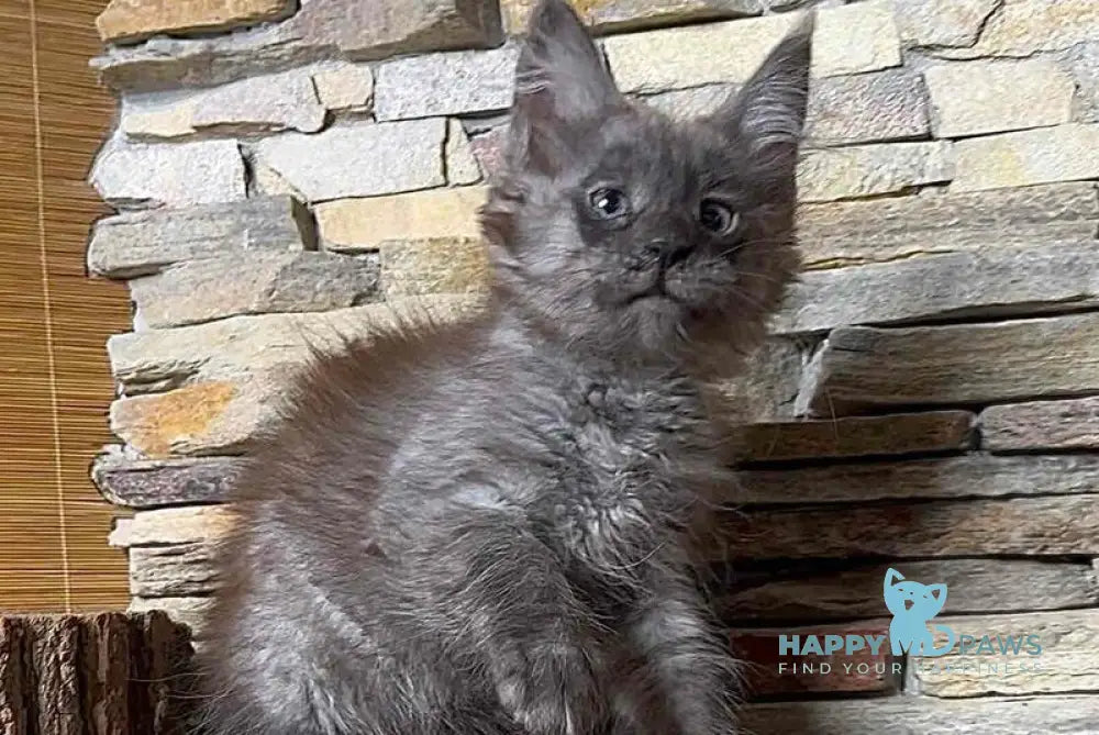 Robin Maine Coon male black silver live animals