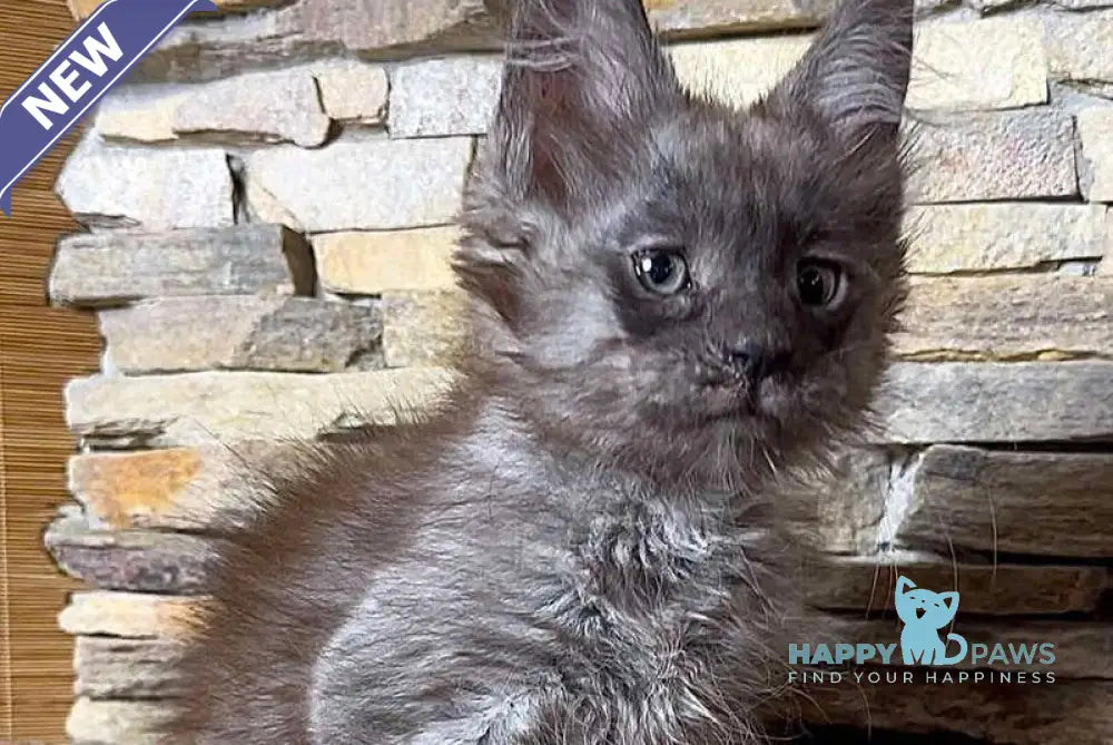 Robin Maine Coon male black silver live animals