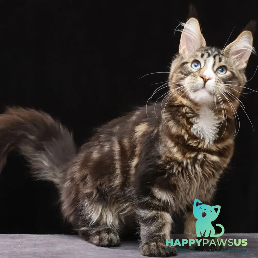 Robson Maine Coon male black tabby bicolour - live animals