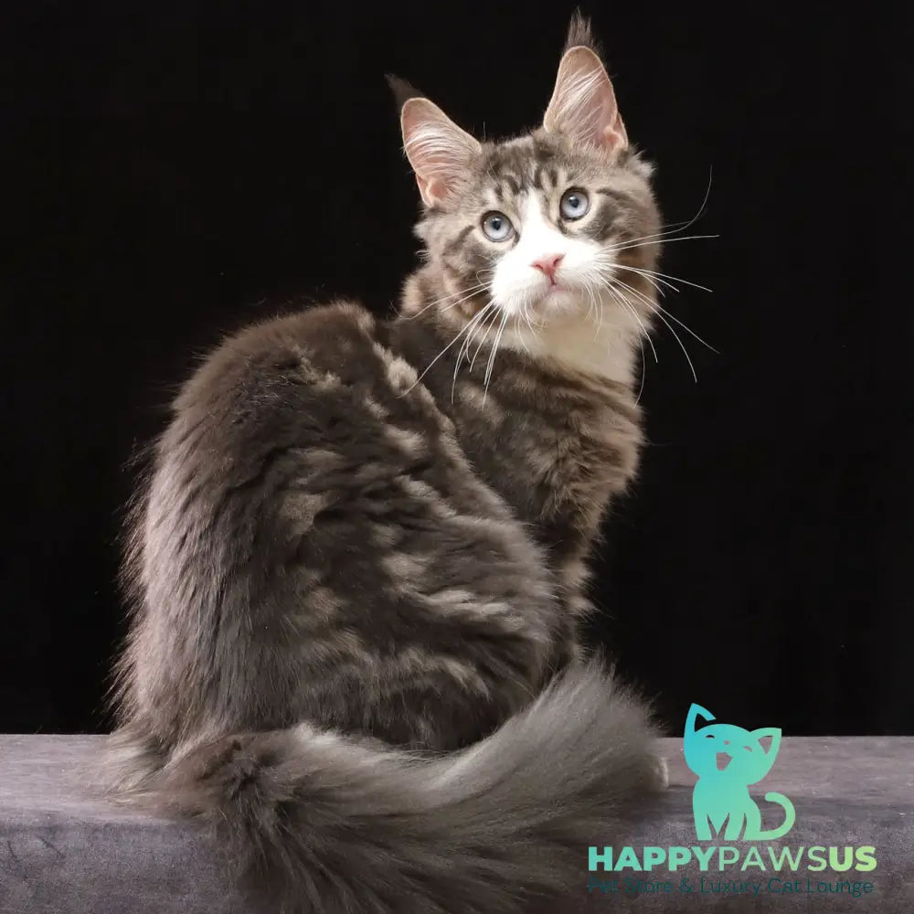 Robson Maine Coon male black tabby bicolour - live animals
