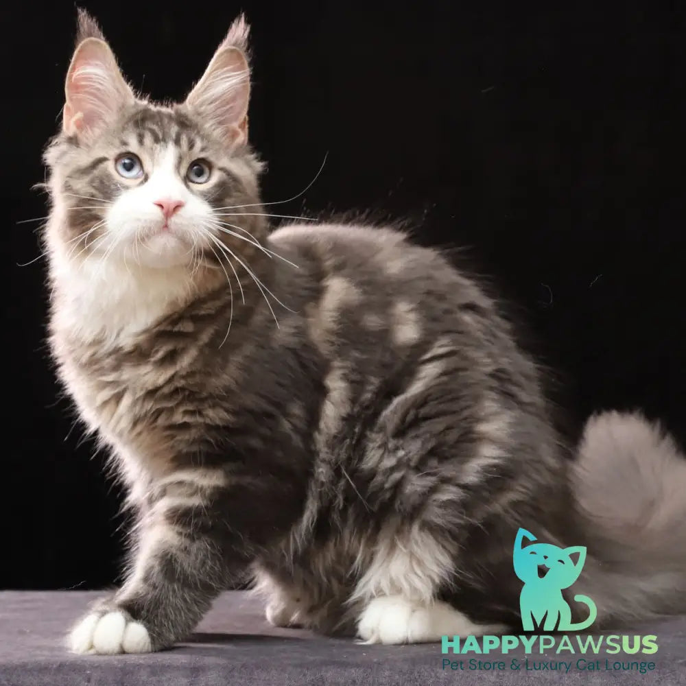 Robson Maine Coon male black tabby bicolour - live animals