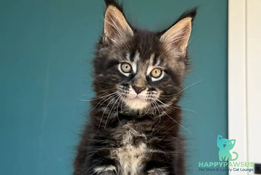Rocci Maine Coon male black tabby - live animals